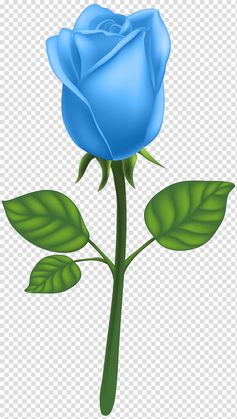 Garden roses Adobe Illustrator , Blue Deco Rose transparent background PNG clipart