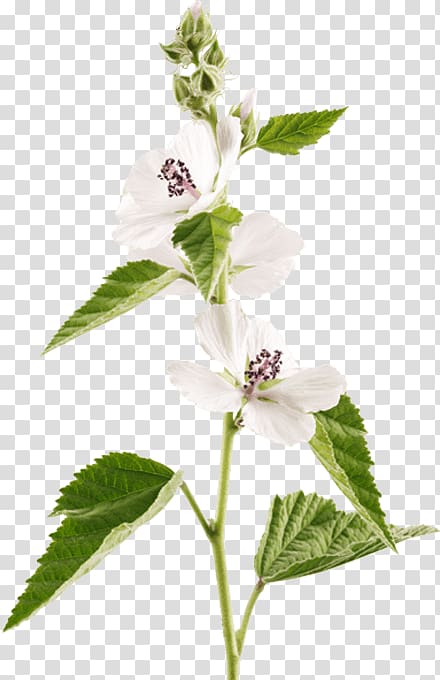 Holy Basil Marshmallow creme Marsh mallow Herb, botanical flower illustration transparent background PNG clipart