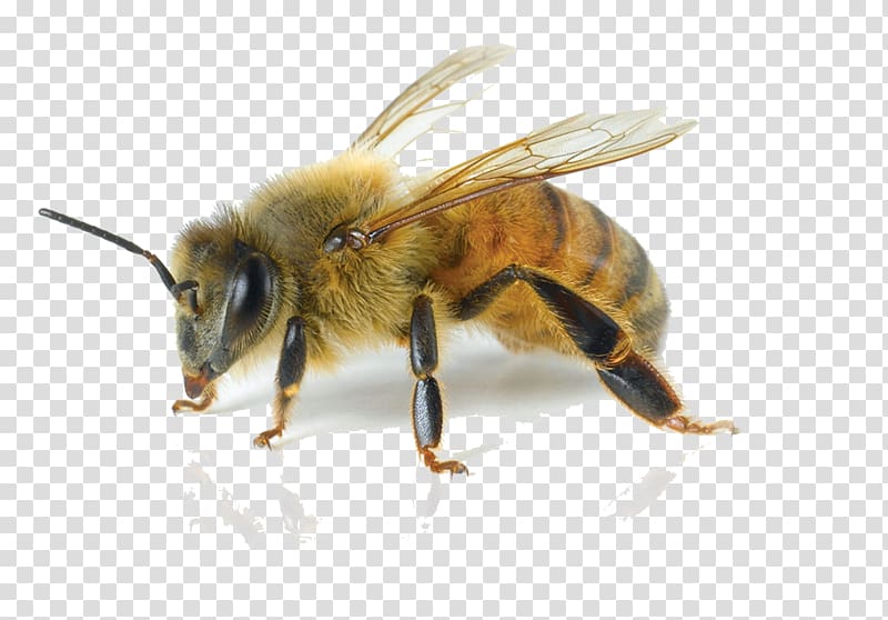 yellow and black honey bee, European dark bee Carniolan honey bee Italian bee Pest Control, bee transparent background PNG clipart