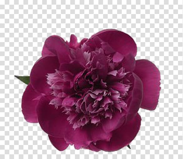 Moutan peony China Paeonia lactiflora Floral emblem, Peony flowers transparent background PNG clipart