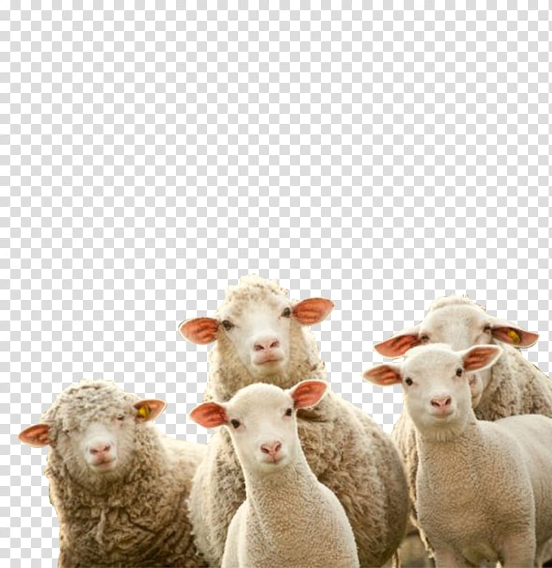 pasture sheep transparent background PNG clipart