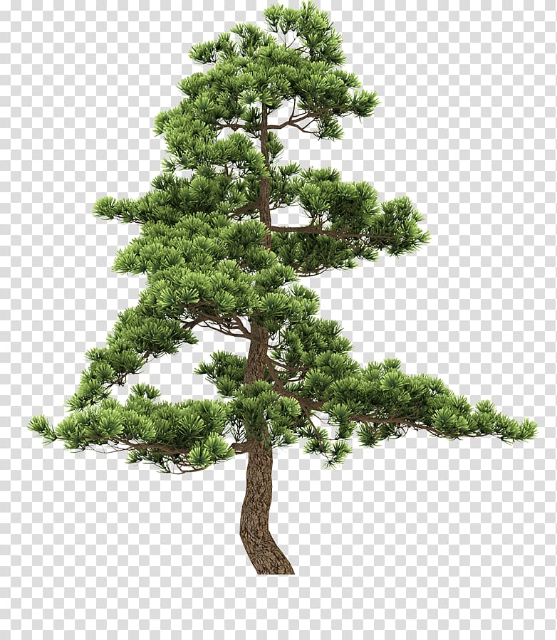 Fir Pine Tree, tree transparent background PNG clipart