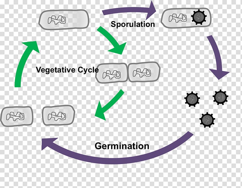 Bacteria Spore Sporogenesis Sporulation Germination, others transparent background PNG clipart
