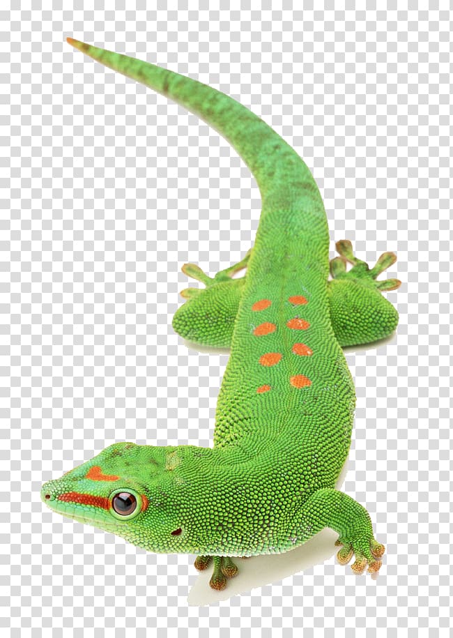 Lizard Chameleons Reptile, Green chameleon animals transparent background PNG clipart