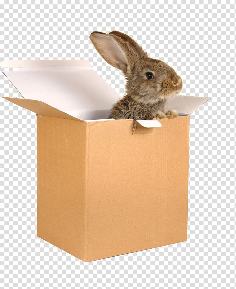 Domestic rabbit European rabbit Paper Hare, Small brown rabbit box transparent background PNG clipart