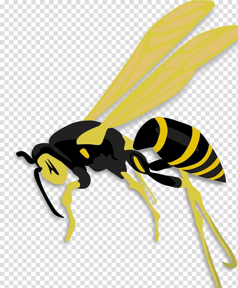 Insect Honey bee Hornet Wasp, bumble bee transparent background PNG clipart