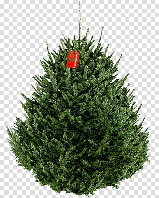Fraser fir Artificial Christmas tree New Year tree, decorative trees transparent background PNG clipart