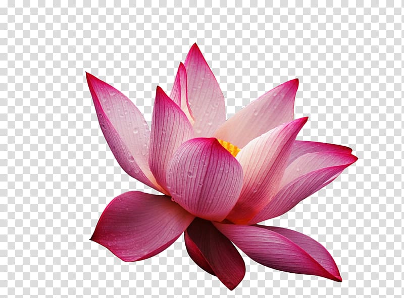 Nelumbo nucifera Pink Flower , Lotus transparent background PNG clipart