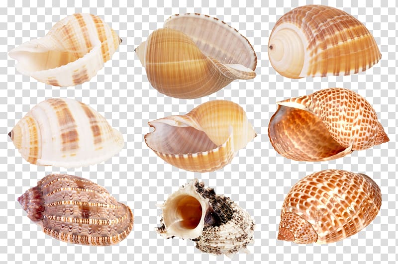 Cockle Seashell , Seashell transparent background PNG clipart