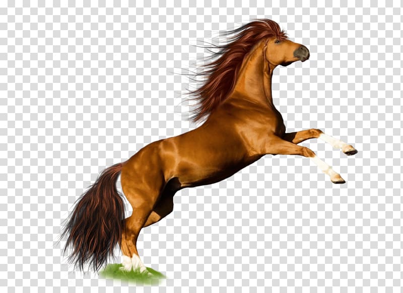 brown horse , Horse Jump transparent background PNG clipart