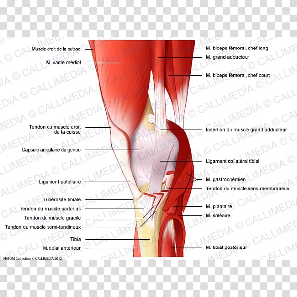 Finger Knee Muscle Human leg Human anatomy, Gracilis Muscle transparent background PNG clipart