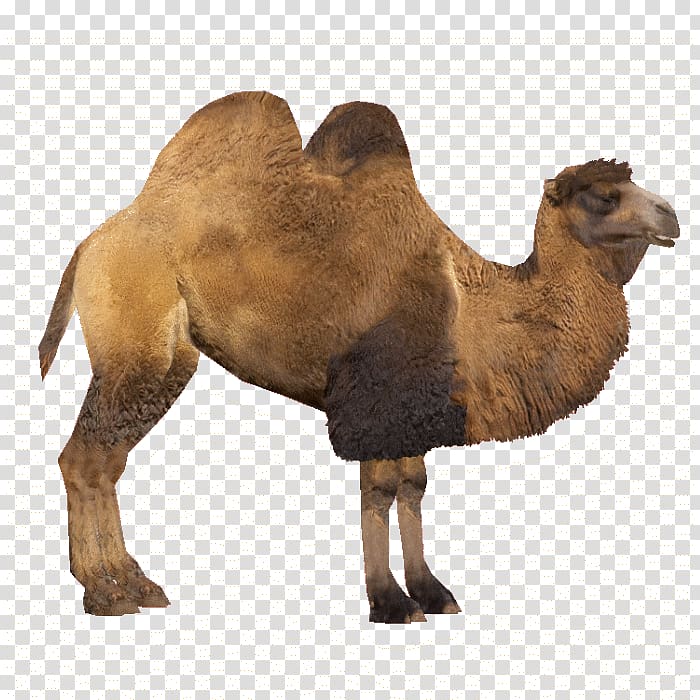 Bactrian camel Zoo Tycoon 2 Dromedary, Camel transparent background PNG clipart