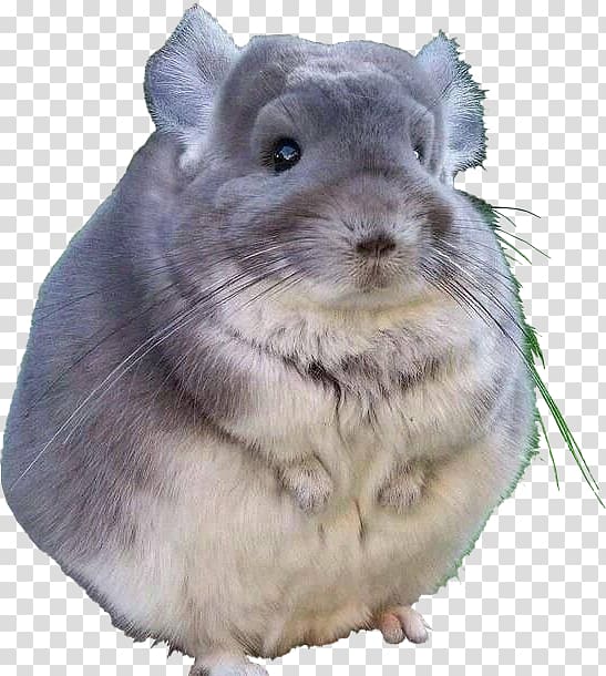 Long-tailed chinchilla Rodent Short-tailed chinchilla Rex rabbit Pet, Cat transparent background PNG clipart