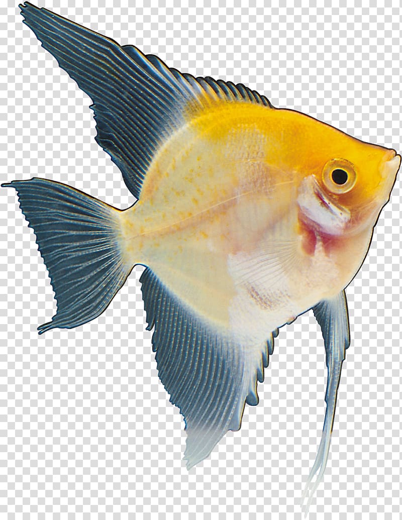 Fish Marine biology Yellow Red Tail, fish transparent background PNG clipart