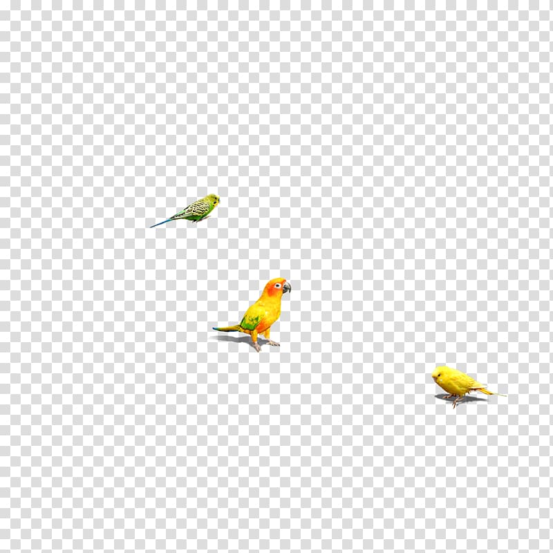 Bird Parrot, bird transparent background PNG clipart