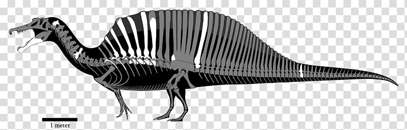 Spinosaurus Carcharodontosaurus Acrocanthosaurus Mapusaurus Velociraptor, dinosaur transparent background PNG clipart