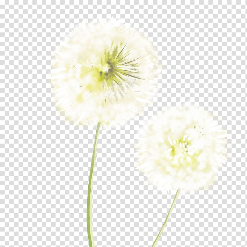 Common Dandelion White Resource, White dandelion transparent background PNG clipart