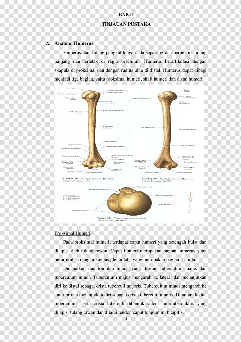 Humerus Bone fracture Joint Anatomy, arm transparent background PNG clipart