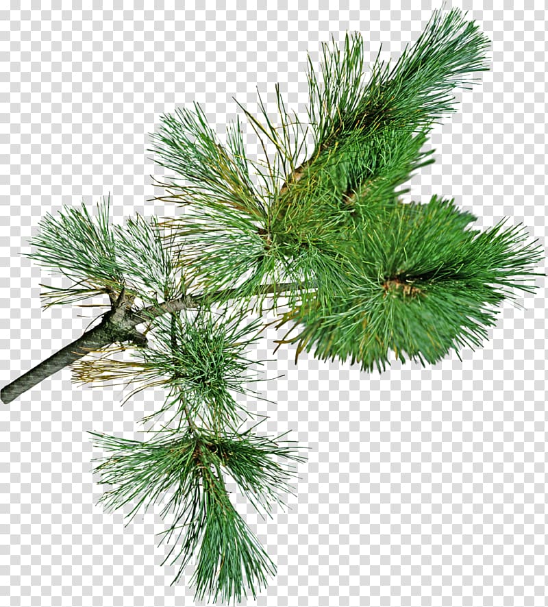 Snegurochka Pine Spruce Fir Santa Claus, pine cone transparent background PNG clipart