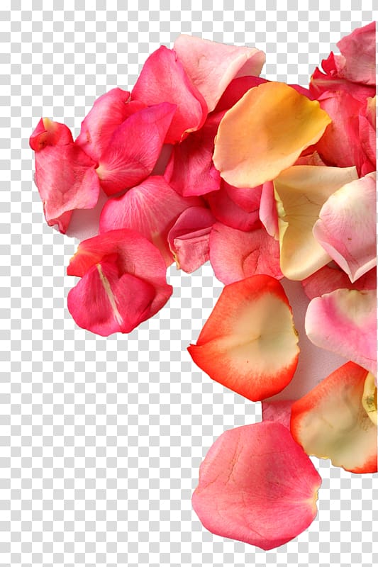 Rose .xchng , rose transparent background PNG clipart