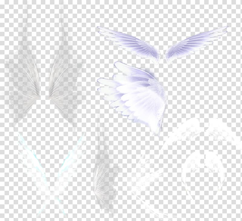 Feather Google , White feathers transparent background PNG clipart