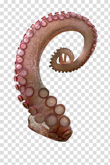 pink octopus tentacles spiral creative sucker transparent background PNG clipart