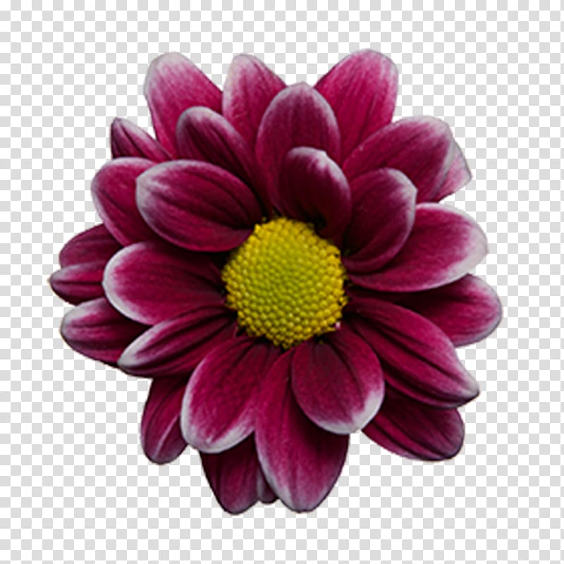 Dahlia Marguerite daisy Chrysanthemum Cut flowers Transvaal daisy, chrysanthemum transparent background PNG clipart