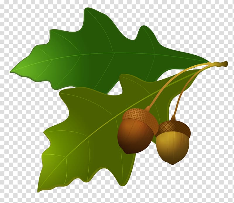 green leaves and brown acorns illustration, Acorn Leaf Oak , Leaves with Acorns transparent background PNG clipart