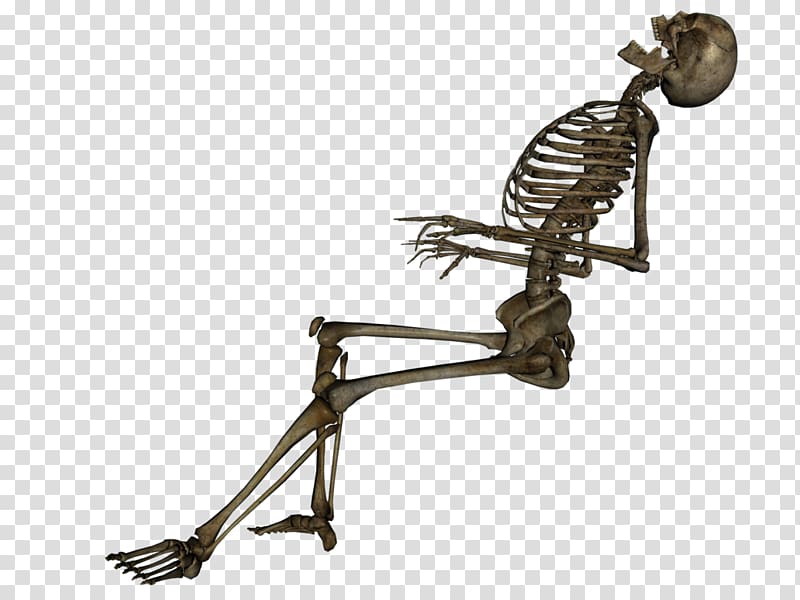 Human skeleton Skull, Skeleton transparent background PNG clipart
