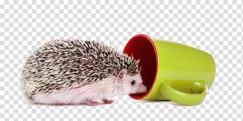 Domesticated hedgehog Four-toed hedgehog Cup, I want to go cup hedgehog transparent background PNG clipart