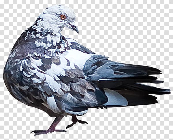 Columbidae Domestic pigeon Bird dove , Bird transparent background PNG clipart