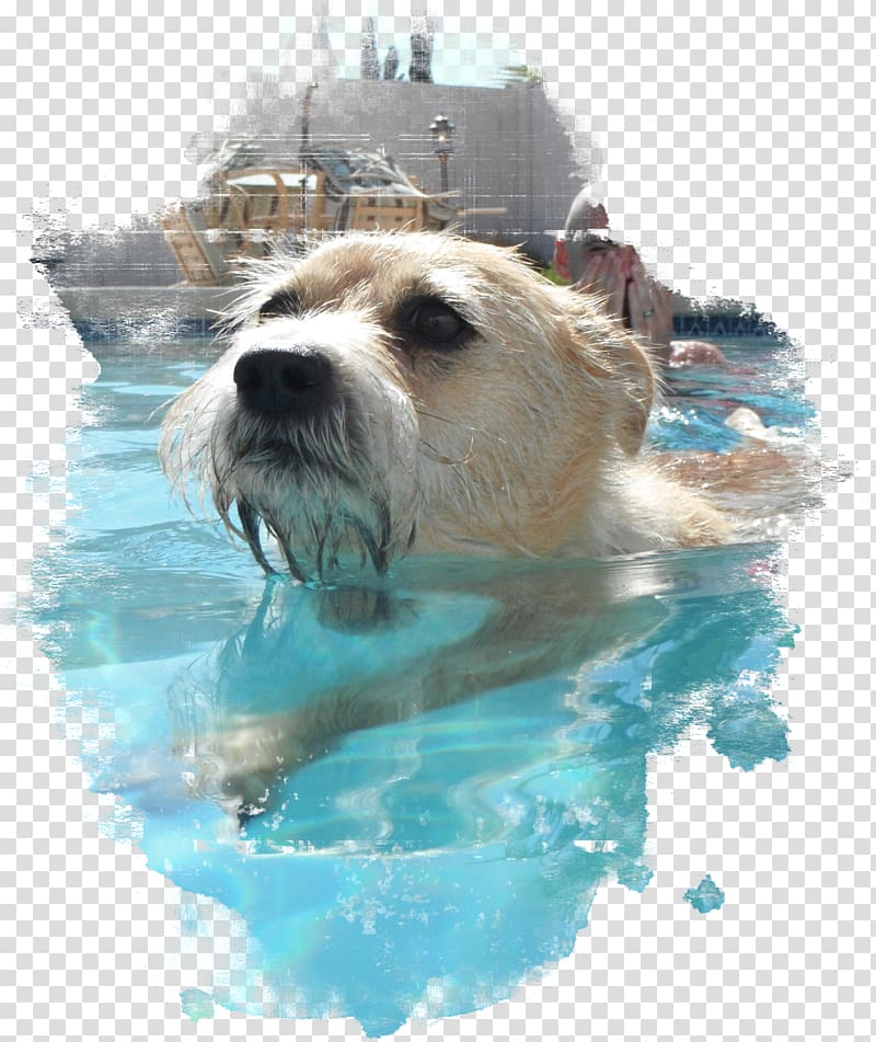 Norfolk Terrier Dog breed Pet Snout, swimming pool transparent background PNG clipart