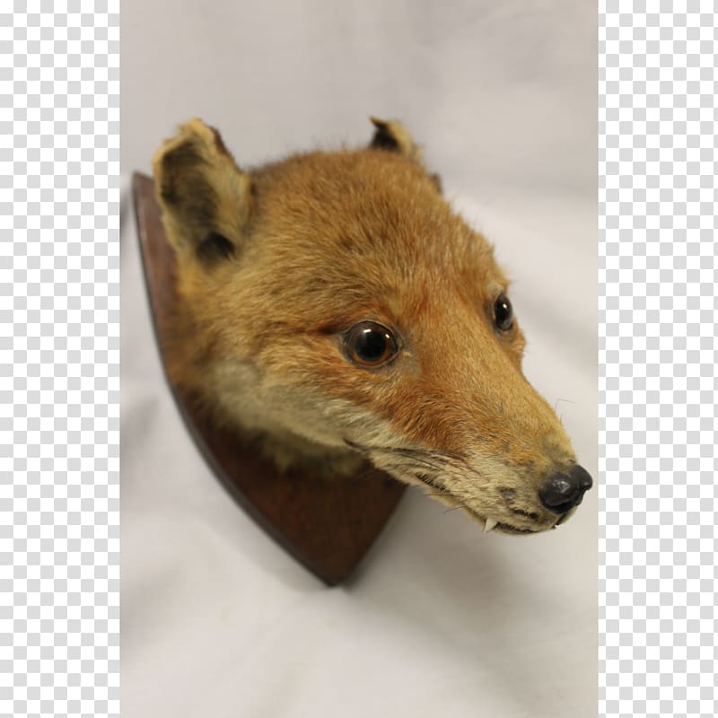 Red fox Dhole Price Fur, wooden small stool transparent background PNG clipart