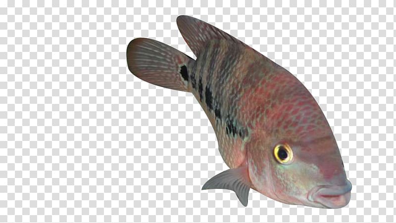 A spot of ocean fish transparent background PNG clipart