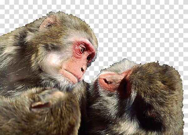 Gorilla Japanese macaque Rhesus macaque Primate Monkey, Look at each other two monkeys transparent background PNG clipart