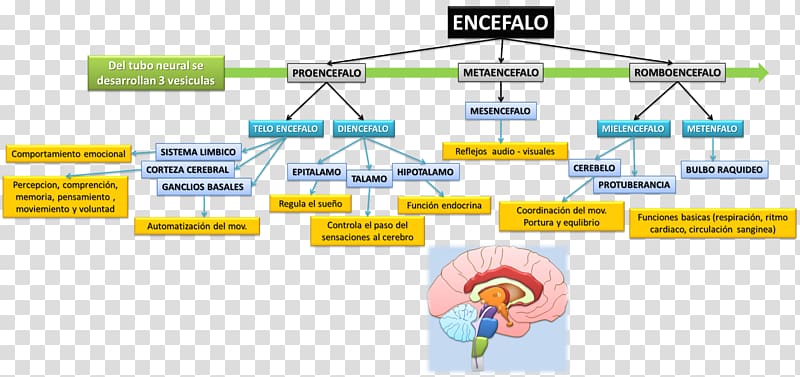 Agy Midbrain Diencephalon Art beyin, Brain transparent background PNG clipart