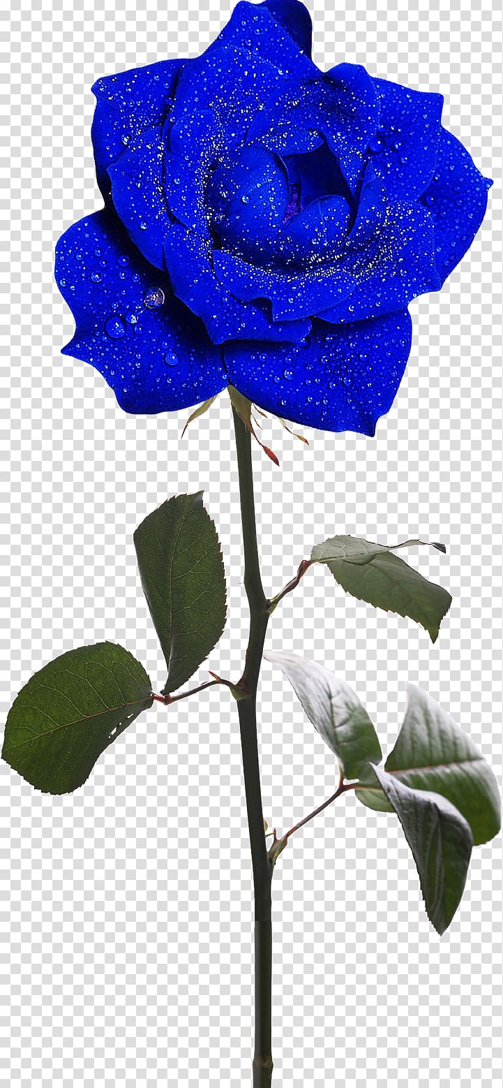 Rosa gallica Garden roses Flower , blue rose transparent background PNG clipart