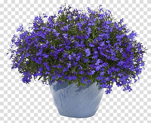 Lobelia erinus Blue cardinal flower Plants, plants transparent background PNG clipart