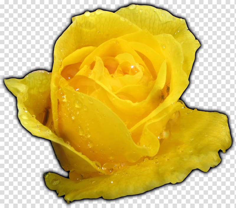 Yellow Garden roses Flower Floribunda, yellow rose transparent background PNG clipart