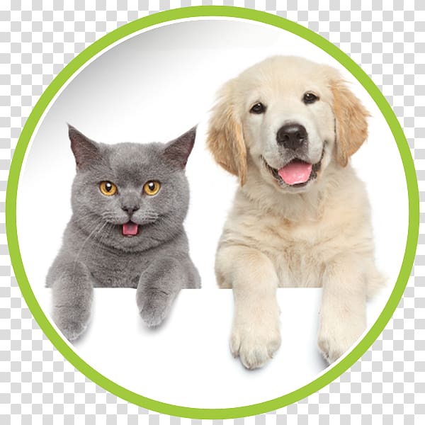 Dog–cat relationship Sphynx cat Veterinarian Pet, Dog transparent background PNG clipart