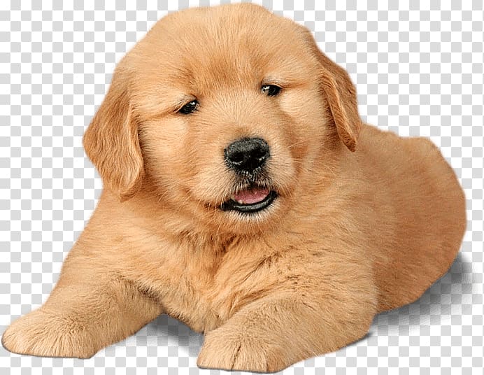 golden retriever puppy png