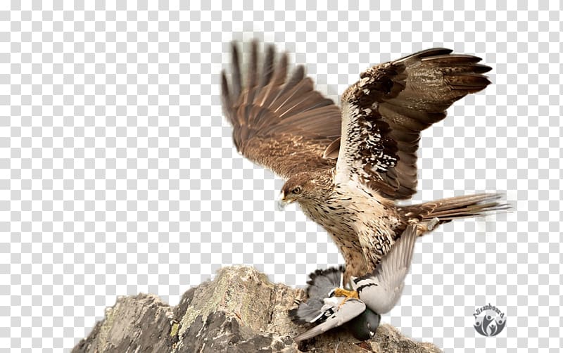 Hawk Eagle Faroz Pide & Akcaabat Kofte Salonu Buzzard Falcon, eagle transparent background PNG clipart