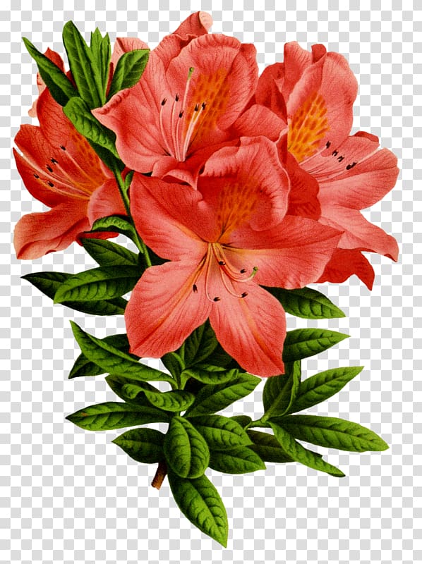 Floral design Flower Art Azalea, flower transparent background PNG clipart