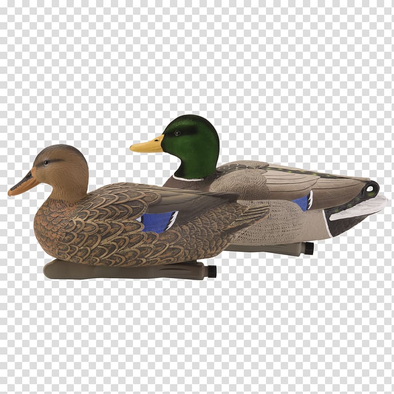 Mallard Duck Teal Beak, duck transparent background PNG clipart