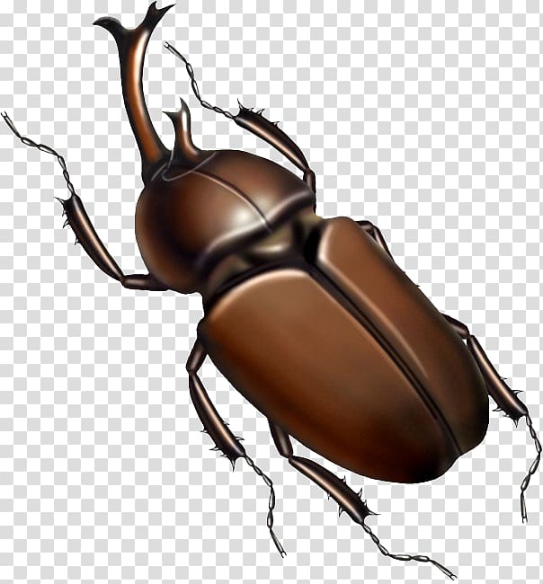 Japanese rhinoceros beetle Insect Cockroach Illustration, Hand-painted cockroaches transparent background PNG clipart