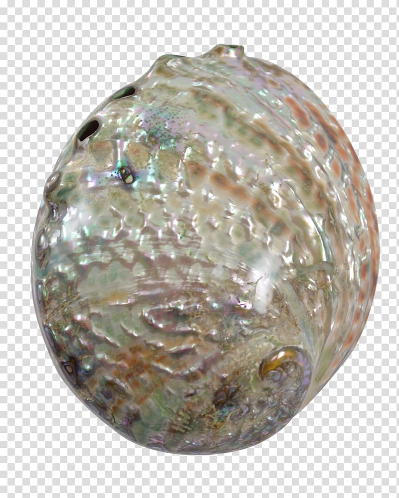 Abalone Gemstone Seashell Christmas ornament Jewelry design, gemstone transparent background PNG clipart
