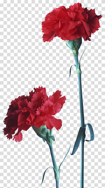Carnation Portable Network Graphics Cut flowers Red, flower transparent background PNG clipart