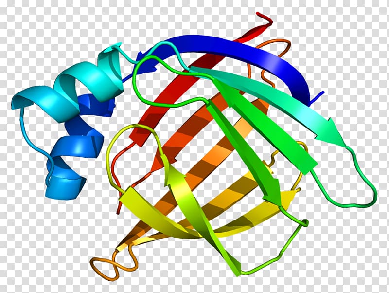 Fatty acid-binding protein FABP2 Gene prediction, others transparent background PNG clipart