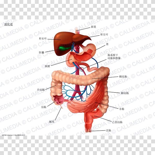 Digestion Human digestive system Gastrointestinal tract Human anatomy, digestive tract transparent background PNG clipart