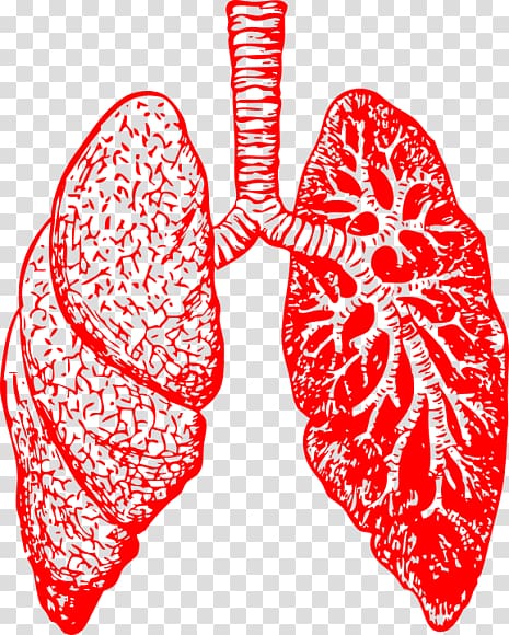 Lung Drawing Bronchus Human body , Free Lung transparent background PNG clipart